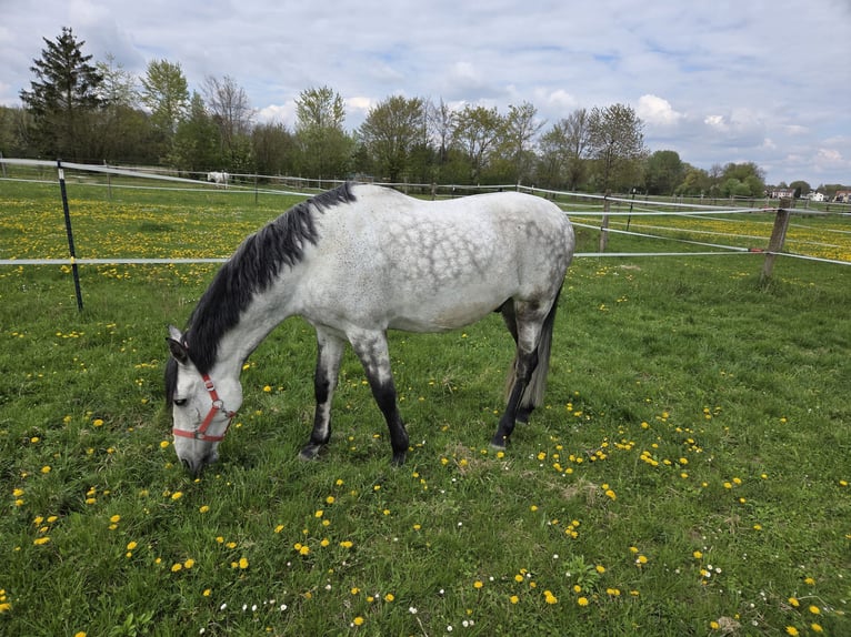 Andaluso Castrone 12 Anni 158 cm Grigio pezzato in Neuburg an der Donau