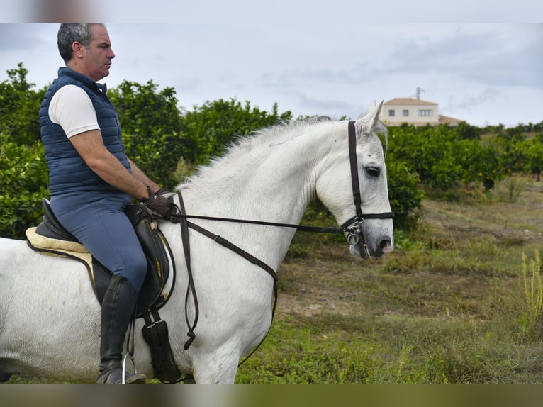 Andaluso Castrone 12 Anni 160 cm Grigio in Galaroza (Huelva)