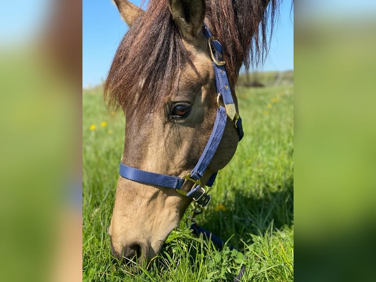 Andaluso Castrone 12 Anni 162 cm Falbo in Schöffengrund