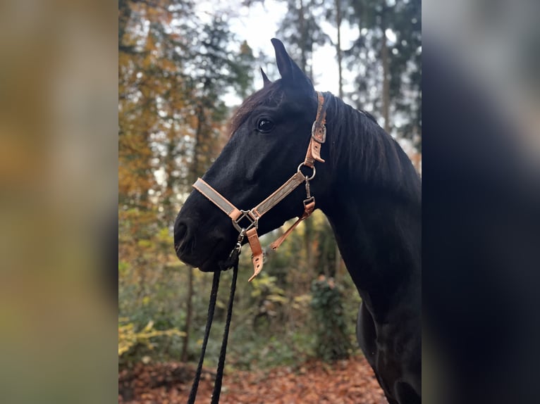 Andaluso Castrone 12 Anni 162 cm Morello in Mosen