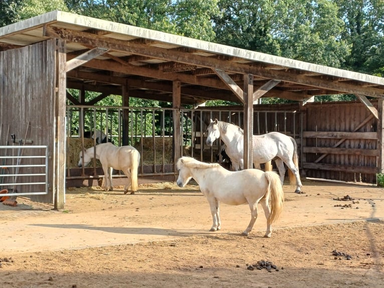 Andaluso Mix Castrone 12 Anni 163 cm Grigio pezzato in Heidgraben