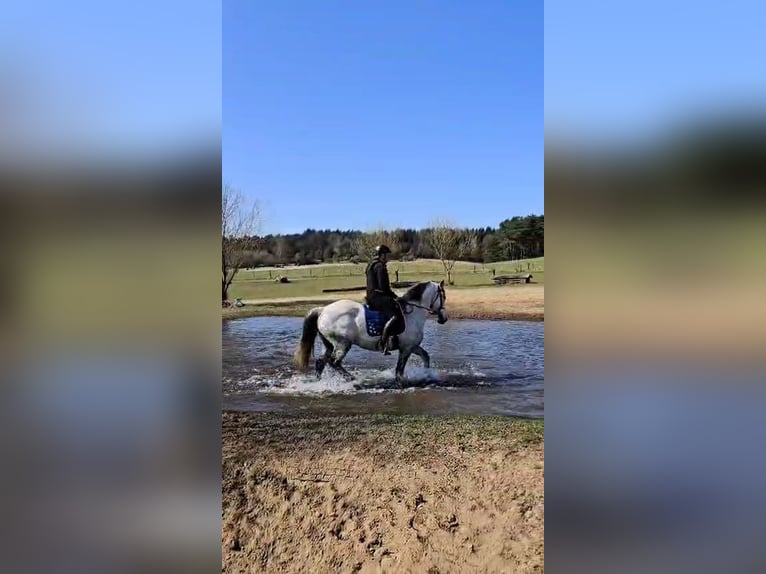 Andaluso Mix Castrone 12 Anni 163 cm Grigio pezzato in Heidgraben
