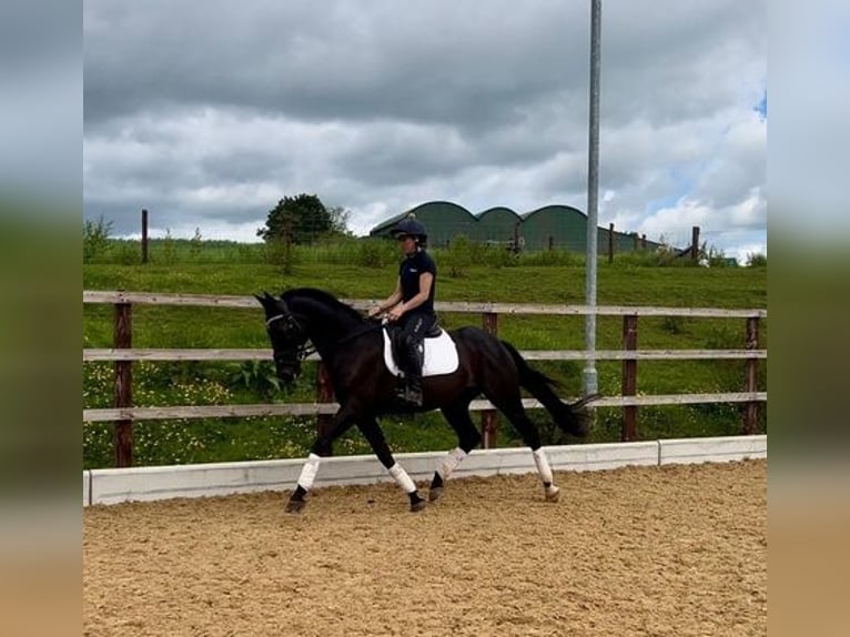 Andaluso Castrone 12 Anni 163 cm Morello in Hereford