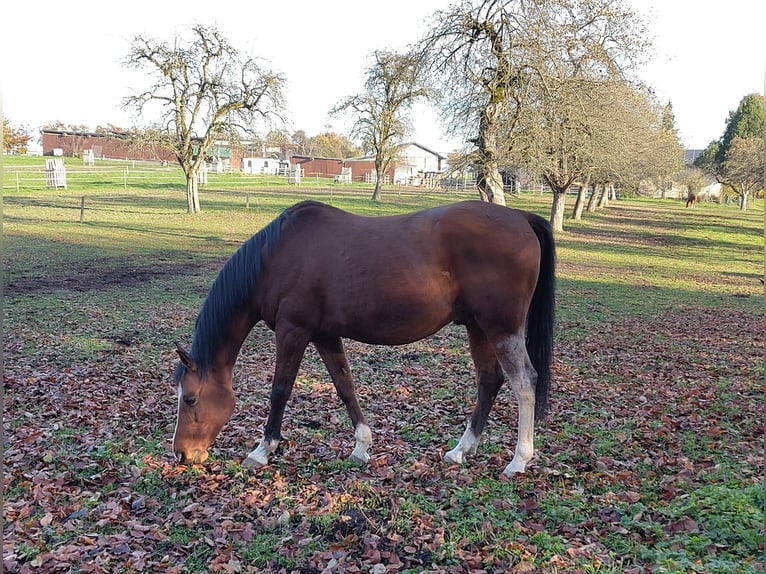 Andaluso Mix Castrone 12 Anni 165 cm Baio in Amlikon