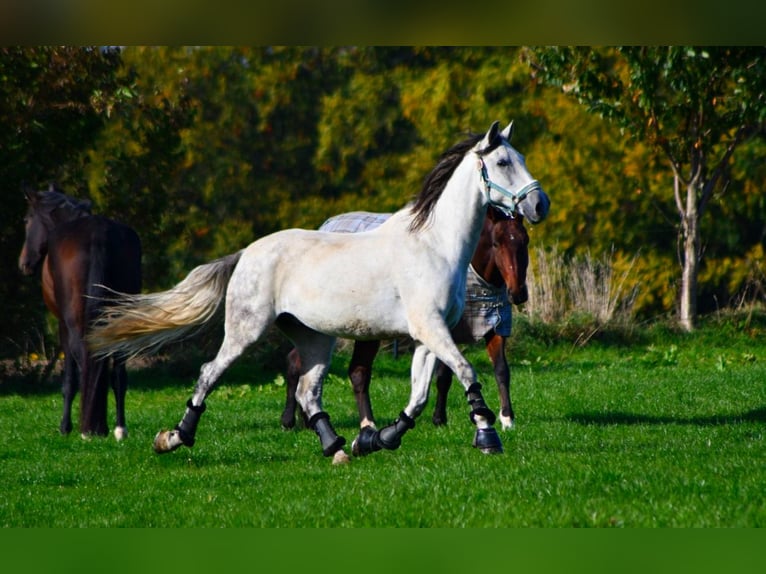 Andaluso Castrone 12 Anni 170 cm Grigio pezzato in Versmold