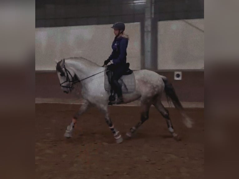 Andaluso Castrone 12 Anni 170 cm Grigio pezzato in Versmold