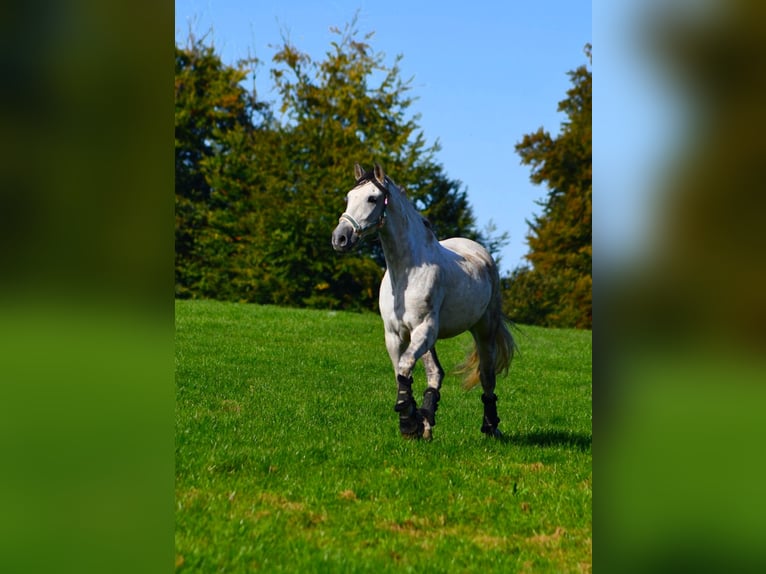 Andaluso Castrone 12 Anni 170 cm Grigio pezzato in Versmold