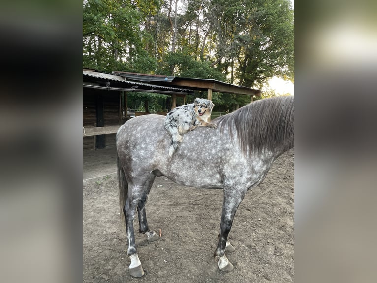 Andaluso Castrone 12 Anni 175 cm Bianco in Mol