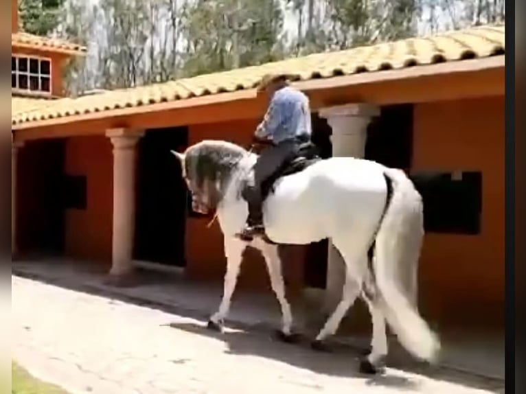 Andaluso Castrone 12 Anni 175 cm Grigio in Westerlo