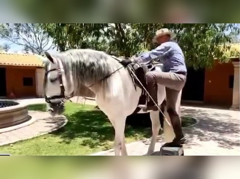 Andaluso Castrone 12 Anni 175 cm Grigio in Westerlo