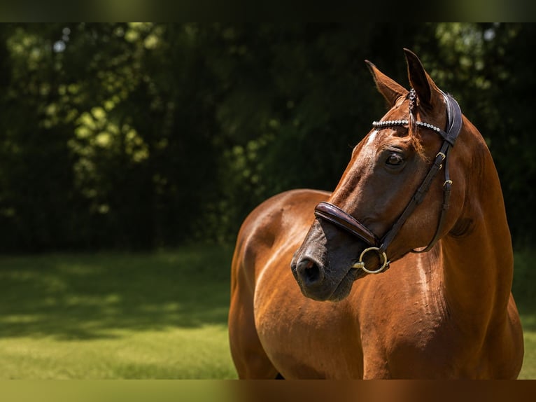 Andaluso Mix Castrone 12 Anni Baio ciliegia in Fort Lauderdale
