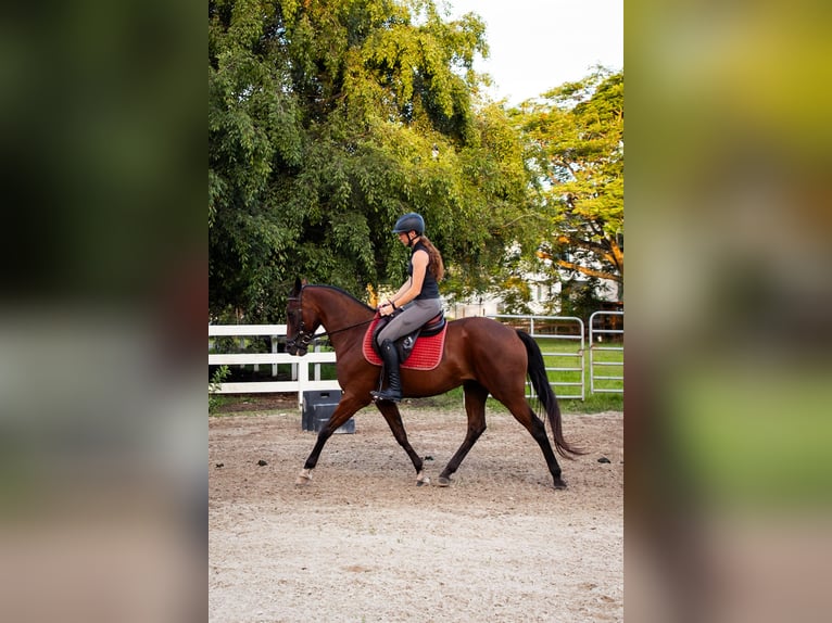 Andaluso Mix Castrone 12 Anni Baio ciliegia in Fort Lauderdale