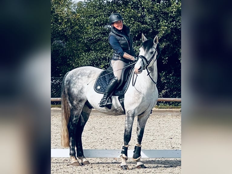 Andaluso Castrone 13 Anni 158 cm Grigio pezzato in Amelinghausen