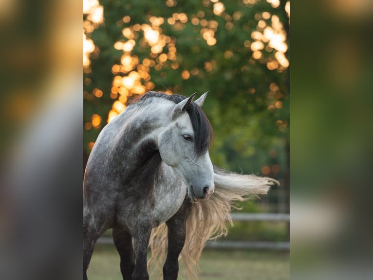 Andaluso Castrone 13 Anni 158 cm Grigio pezzato in Amelinghausen