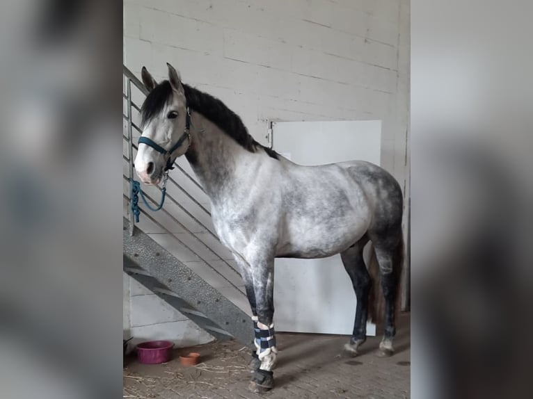 Andaluso Castrone 13 Anni 158 cm Grigio pezzato in Amelinghausen