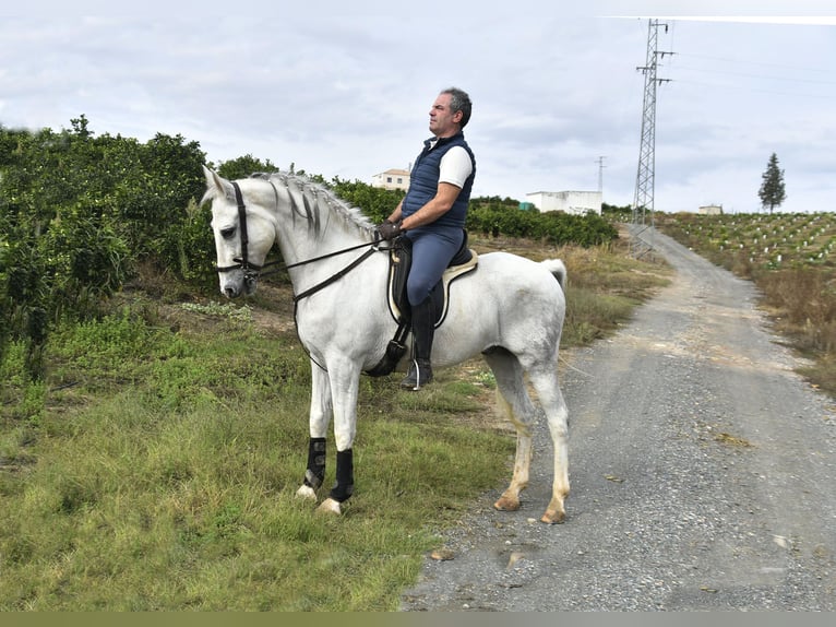 Andaluso Castrone 13 Anni 160 cm Grigio in Galaroza (Huelva)