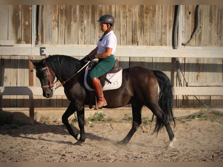 Andaluso Mix Castrone 14 Anni 154 cm Morello in Albalat Dels Taronchers