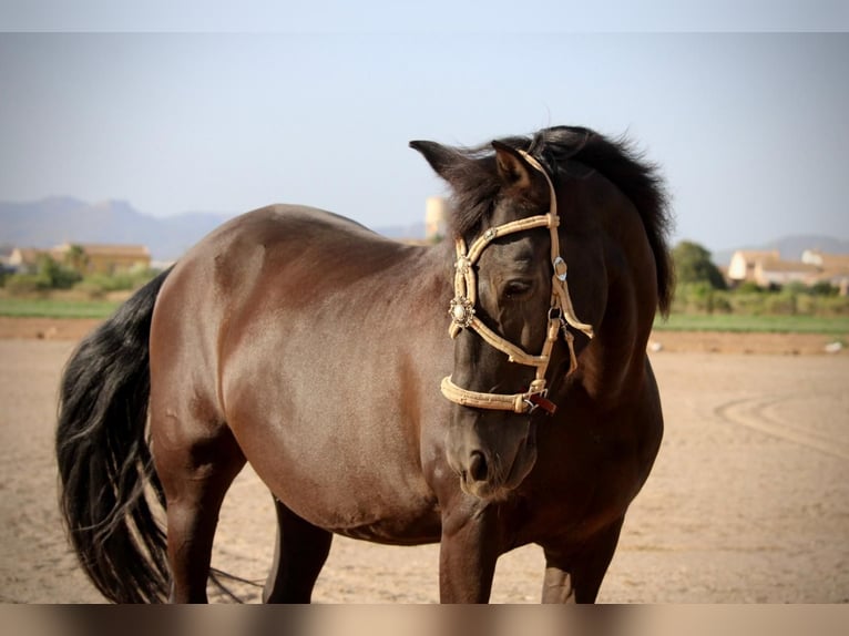 Andaluso Mix Castrone 14 Anni 154 cm Morello in Albalat Dels Taronchers