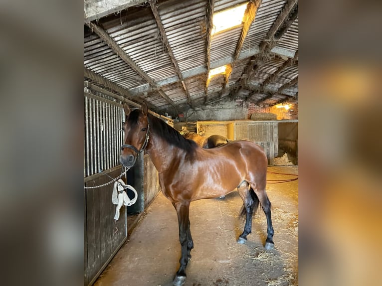 Andaluso Castrone 14 Anni 155 cm Baio in M&#xE9;vergnies-Lez-Lens