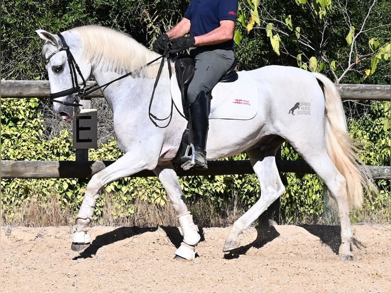 Andaluso Castrone 14 Anni 156 cm Grigio in Menorca