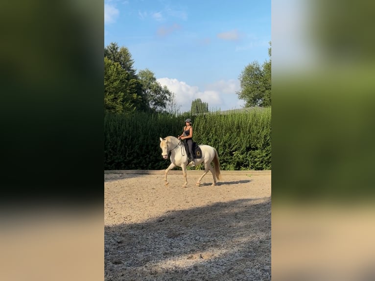 Andaluso Castrone 14 Anni 158 cm Perlino in WürzburgWürzburg