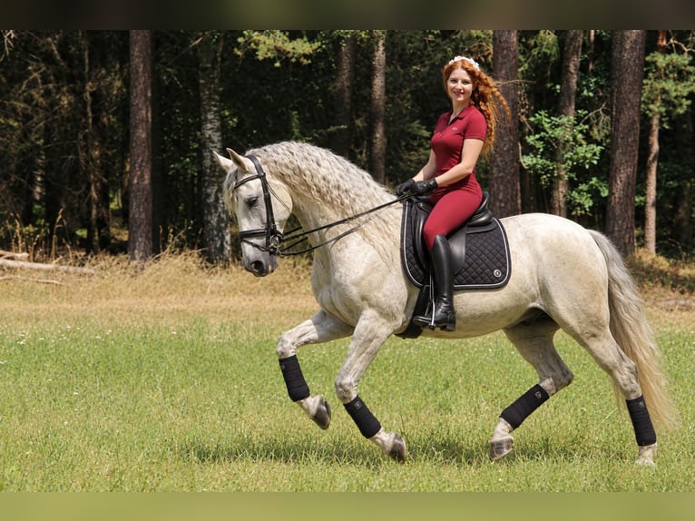 Andaluso Castrone 14 Anni 160 cm Grigio trotinato in Rohr