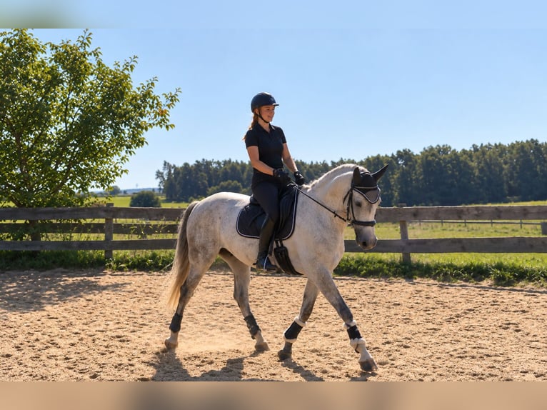 Andaluso Castrone 14 Anni 160 cm Grigio trotinato in Rohr