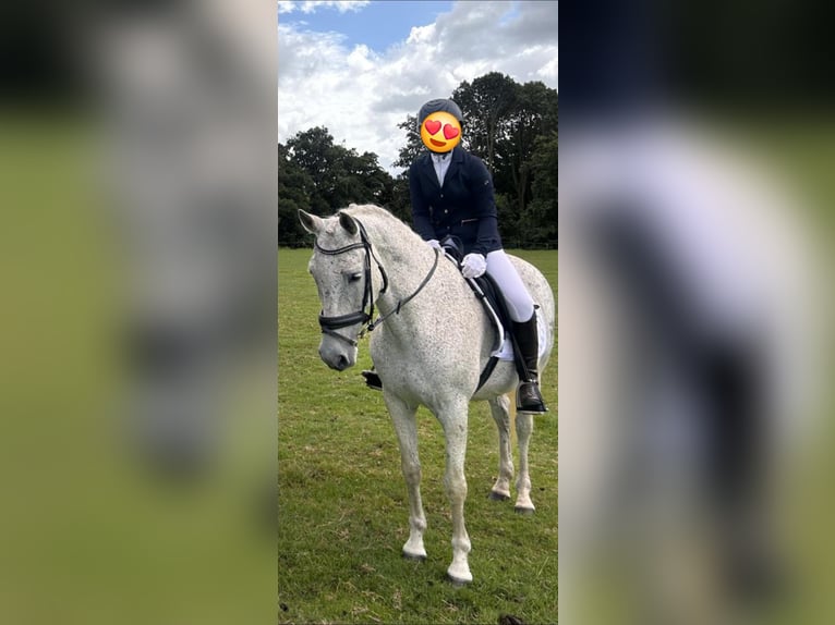 Andaluso Mix Castrone 15 Anni 155 cm Grigio trotinato in Santpoort-Zuid