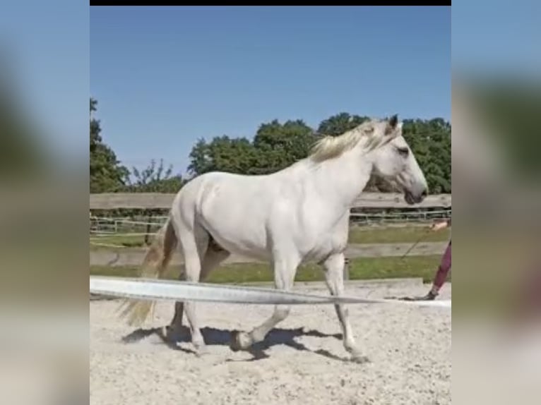 Andaluso Castrone 15 Anni 156 cm Grigio in Bensdorf