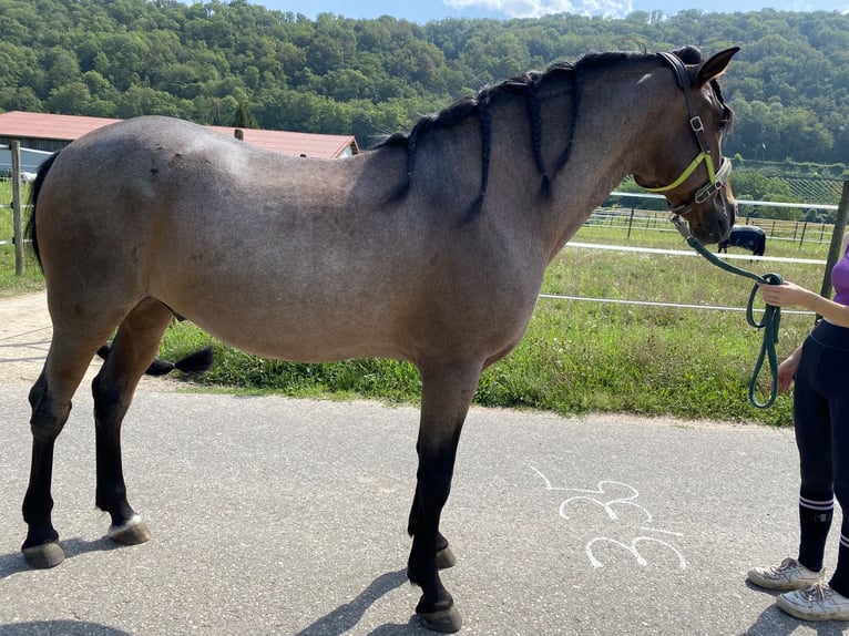 Andaluso Mix Castrone 15 Anni 160 cm Baio roano in Efringen-Kirchen