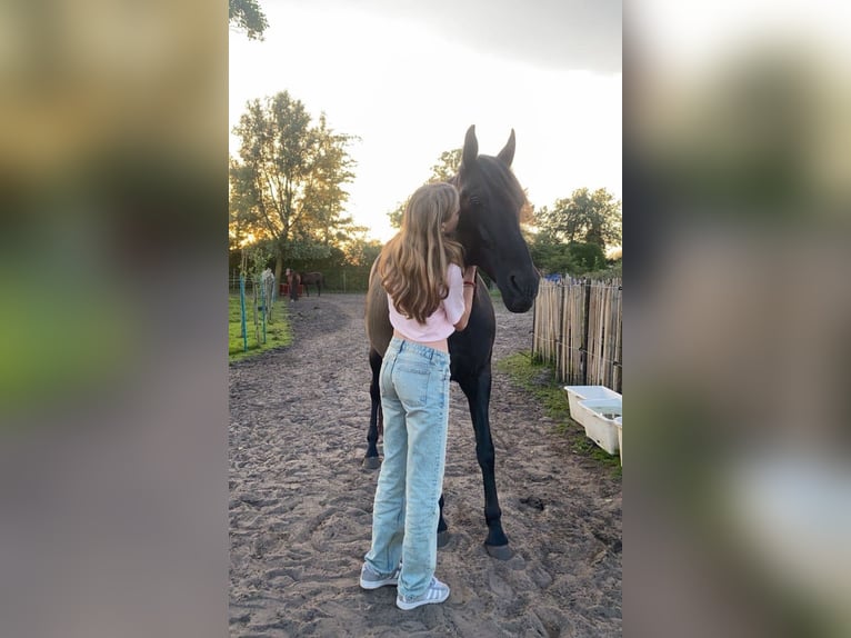 Andaluso Castrone 15 Anni 165 cm Baio nero in Heiloo