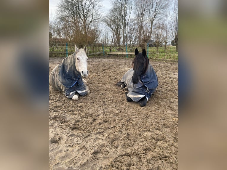 Andaluso Castrone 15 Anni 165 cm Baio nero in Heiloo