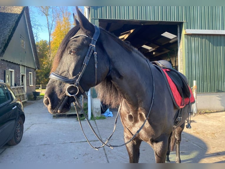 Andaluso Castrone 15 Anni 165 cm Baio nero in Heiloo