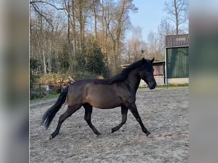 Andaluso Castrone 15 Anni 165 cm Baio nero in Heiloo