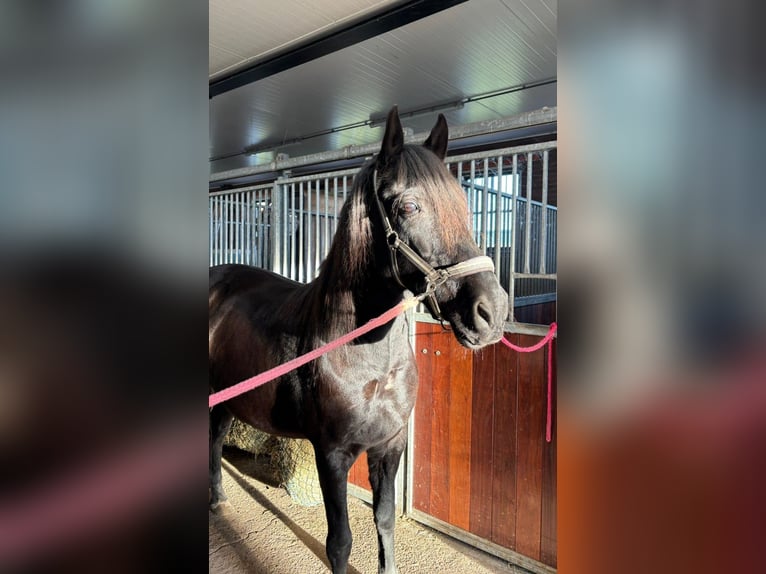 Andaluso Castrone 15 Anni 165 cm Baio nero in Heiloo