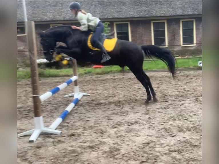 Andaluso Castrone 15 Anni 165 cm Baio nero in Heiloo