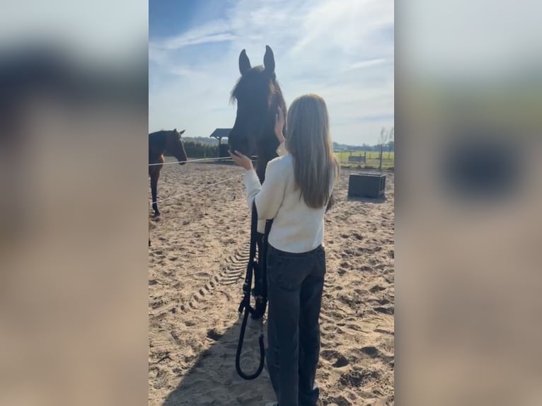 Andaluso Castrone 15 Anni 165 cm Baio nero in Heiloo