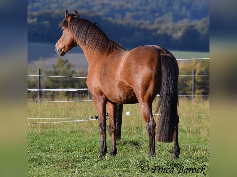 Andaluso Castrone 16 Anni 165 cm Baio in Wiebelsheim