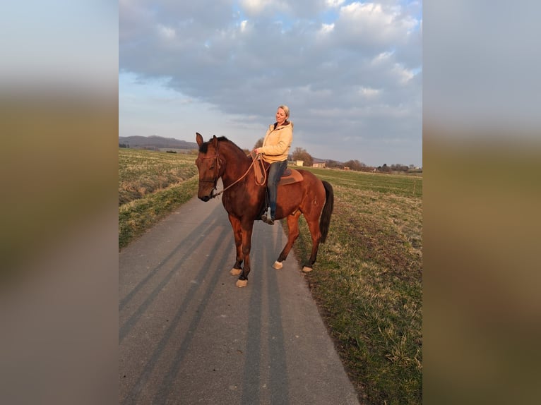 Andaluso Mix Castrone 16 Anni 165 cm Baio in Bad Sachsa