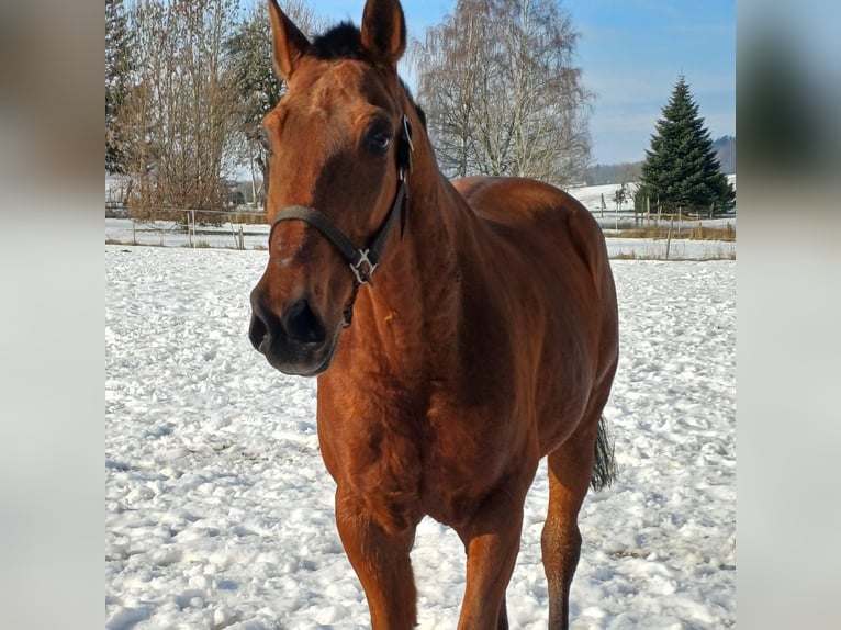 Andaluso Mix Castrone 16 Anni 165 cm Baio in Bad Sachsa