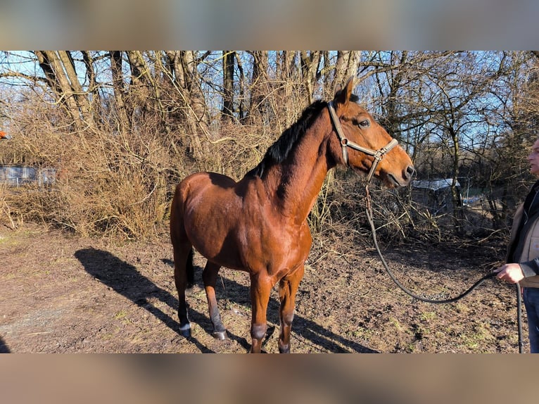 Andaluso Mix Castrone 16 Anni 165 cm Baio in Bad Sachsa