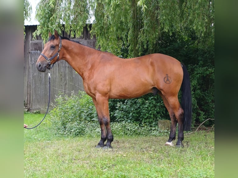 Andaluso Castrone 16 Anni 165 cm Baio in Bad Lauterberg im Harz