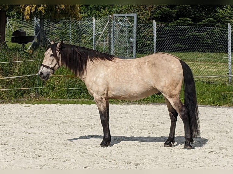 Andaluso Castrone 17 Anni 148 cm Falbo in Coppenbrügge