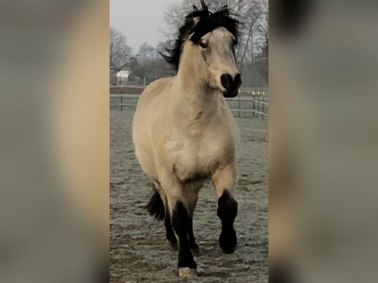Andaluso Castrone 17 Anni 156 cm in Stuttgart