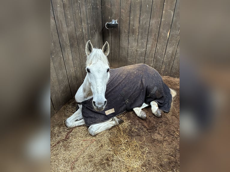 Andaluso Mix Castrone 17 Anni 165 cm Grigio in Bucureşti 9