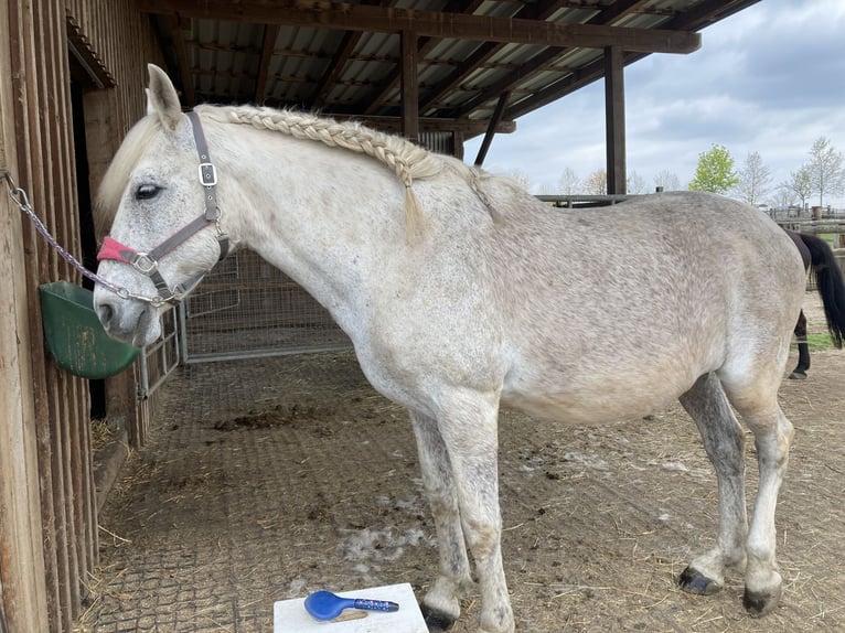 Andaluso Castrone 18 Anni 165 cm Grigio pezzato in Frauenkirchen