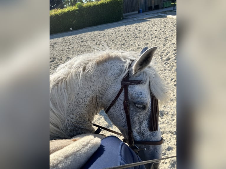 Andaluso Castrone 18 Anni 165 cm Grigio pezzato in Frauenkirchen