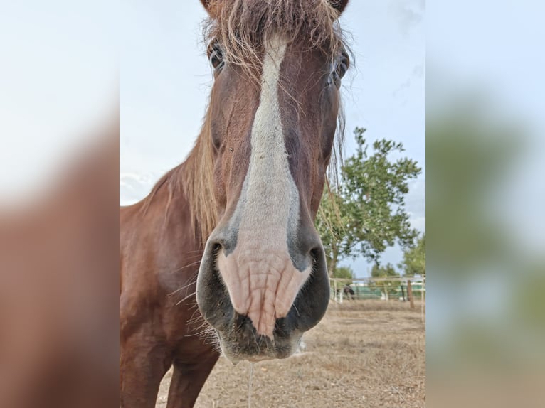 Andaluso Castrone 20 Anni 155 cm Sauro ciliegia in Guardamar del Segura