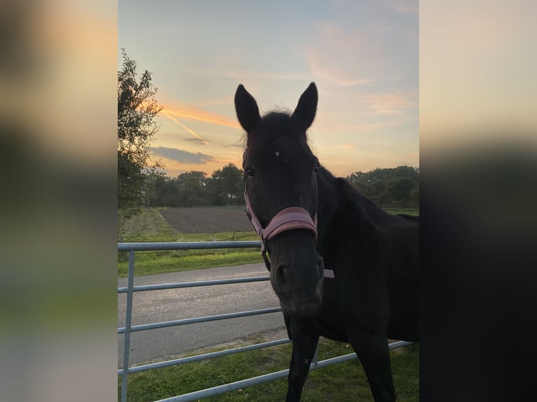 Andaluso Mix Castrone 20 Anni 158 cm Morello in Renkum