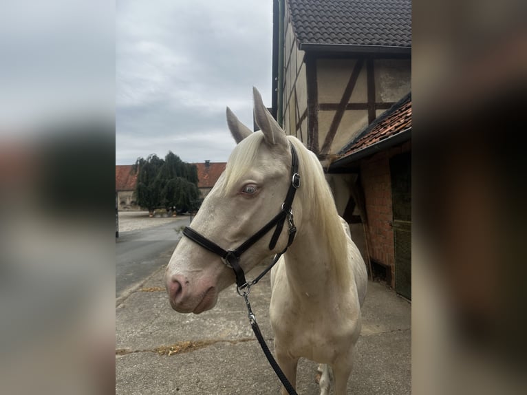 Andaluso Castrone 2 Anni 145 cm Pearl in Warburg